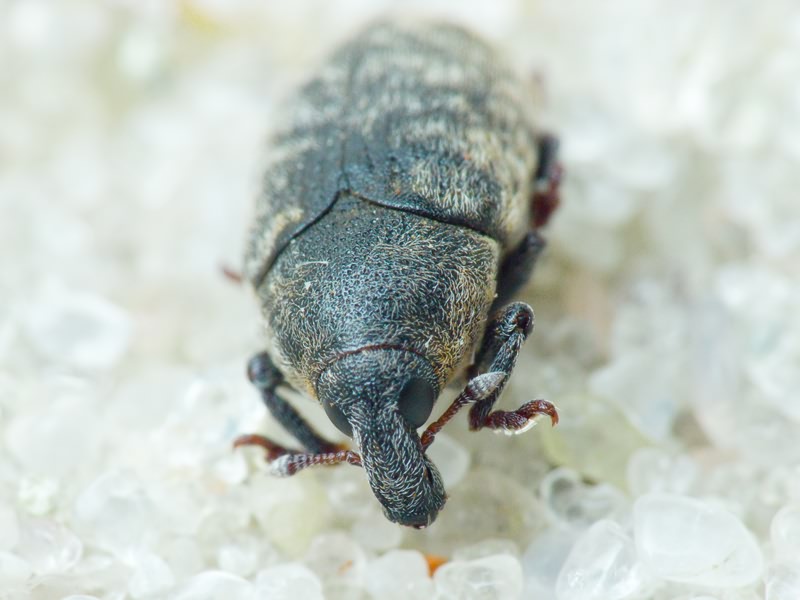 Larinus Dejean, 1821